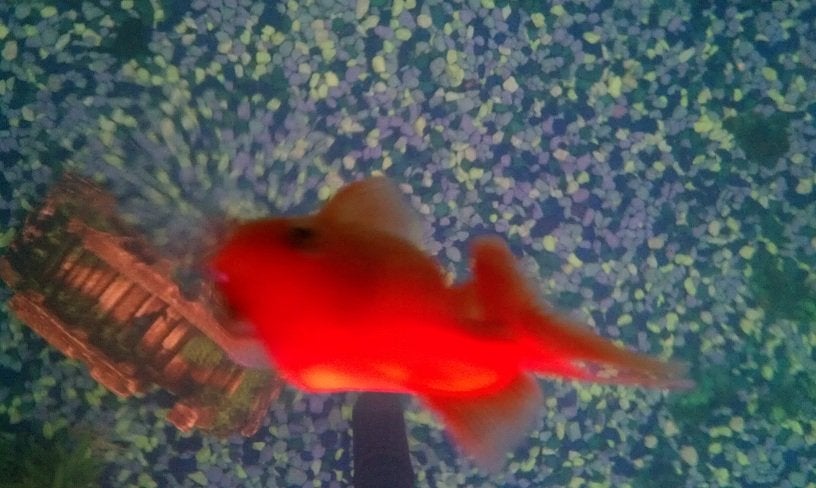 large bump on side of goldfish