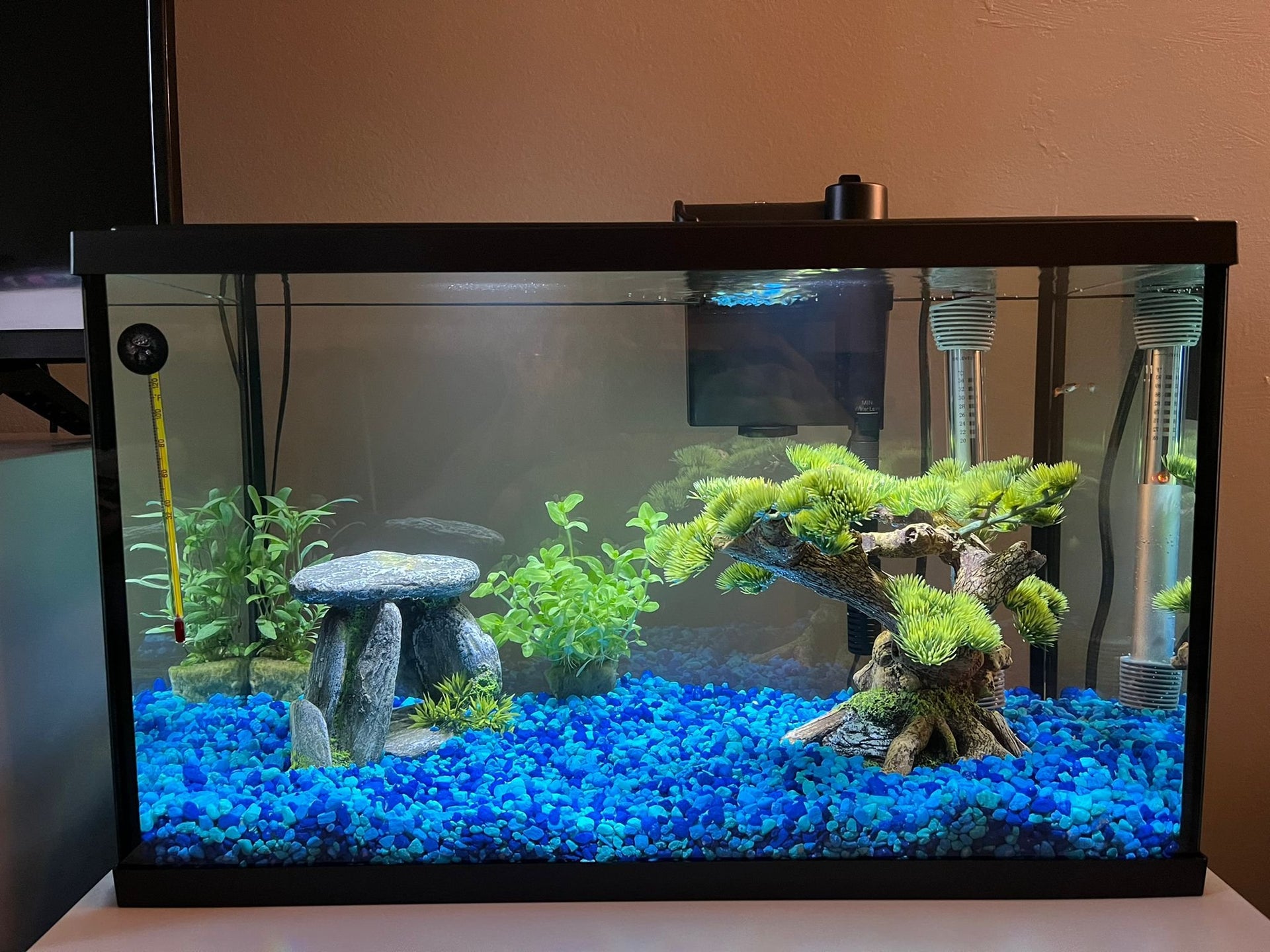 5 Tips and Tricks for Upgrading Your 10-Gallon Fish Tank