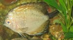 discus3.jpg