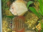 discus1.jpg