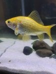 Water Underwater Fin Fish supply Organism