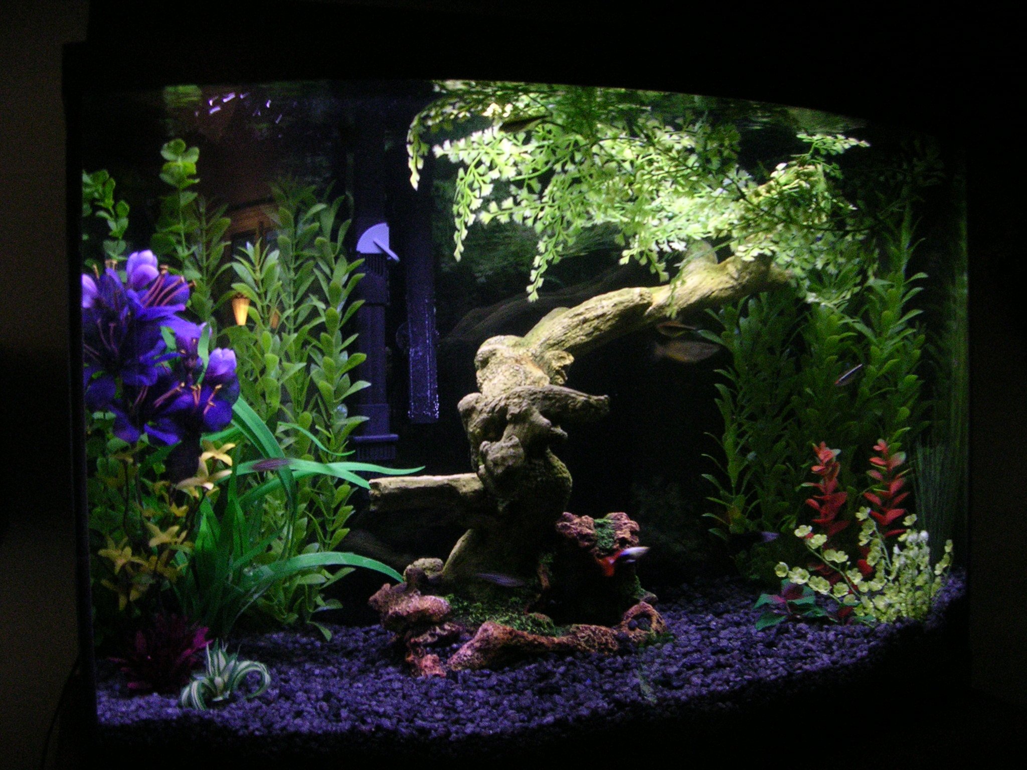 My display tank a 37 gallon bow front. Aquarium Forum